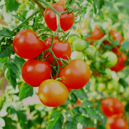 食品ロス削減への取組